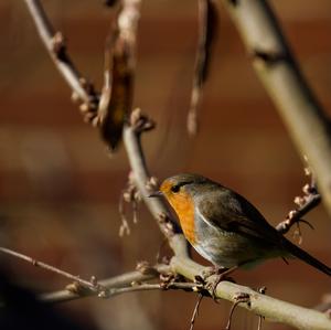 European Robin