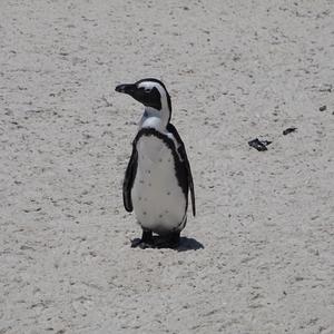 African Penguin