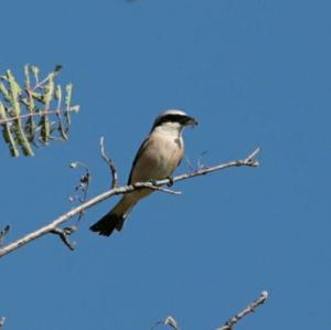 Red-backed Shrike