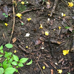 Chanterelle, Common