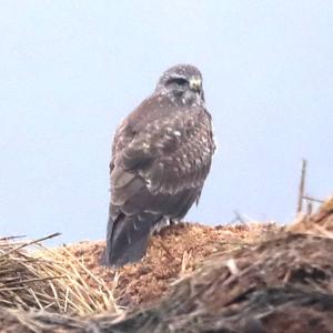 Common Buzzard