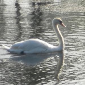 Mute Swan