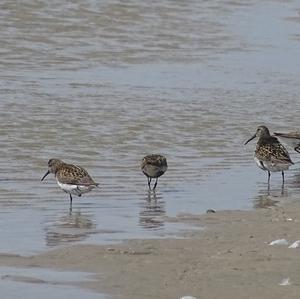 Dunlin