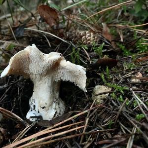 Hedgehog Fungus, Common