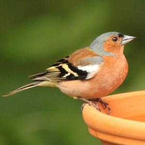 Eurasian Chaffinch