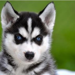 Siberian Husky