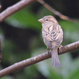 House Sparrow