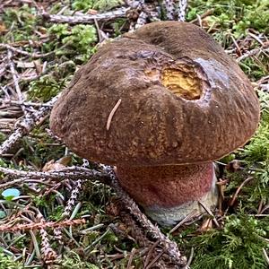 Dotted-stem Bolete