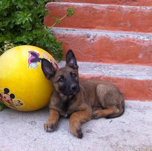 Belgian Malinois