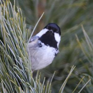 Coal Tit