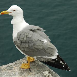 Yellow-legged Gull