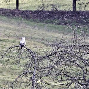 Common Buzzard