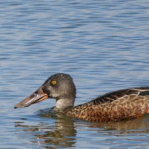 Red Shoveler