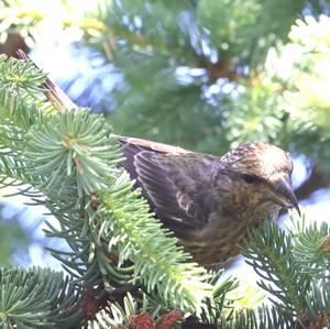 Red Crossbill