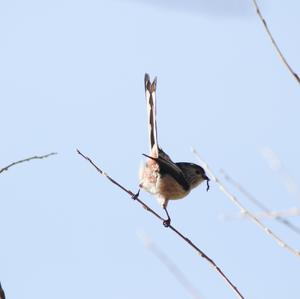 Long-tailed Tit