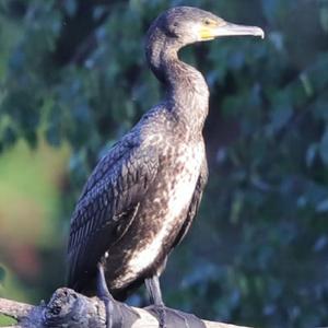 Great Cormorant