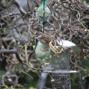 Eurasian Tree Sparrow