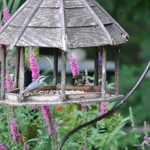 Wood Nuthatch