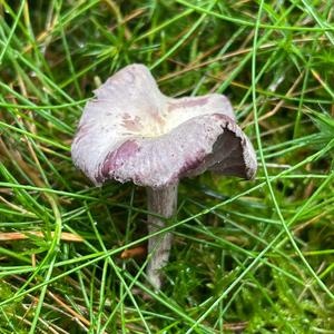 Wood Blewit