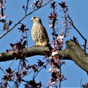 Common Kestrel