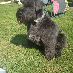 Standard Schnauzer