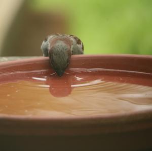 House Sparrow