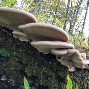 Resinous Polypore