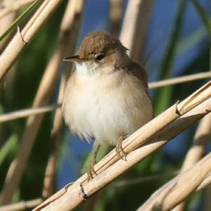 Eurasian Reed-warbler