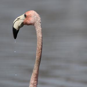 Greater Flamingo