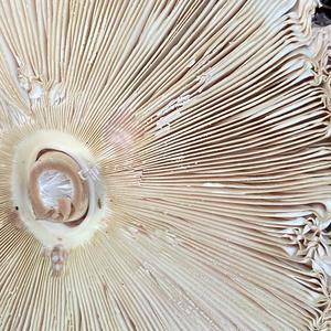 Parasol Mushroom