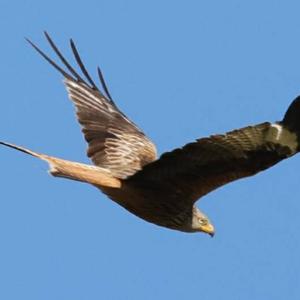 Red Kite