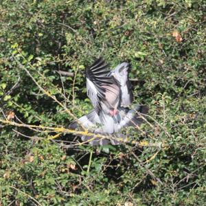 Common Wood-pigeon