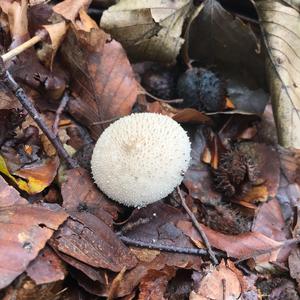 Gem-studded Puffball