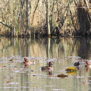 Ferruginous Duck