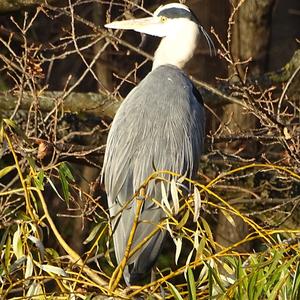 Grey Heron