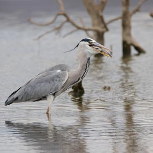 Grey Heron