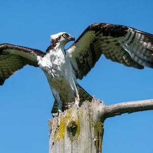 Osprey