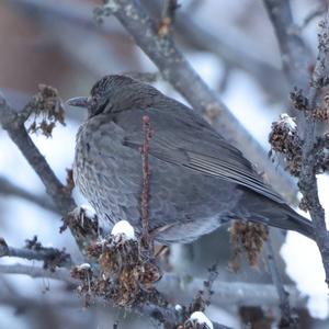 Eurasian Blackbird