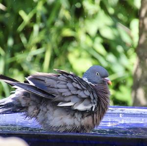 Common Wood-pigeon