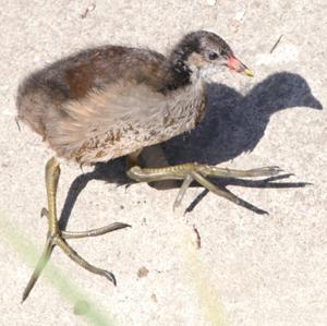 Common Moorhen