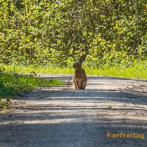 European Hare