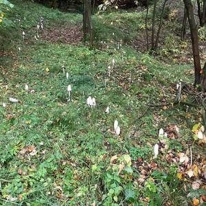 Shaggy Mane