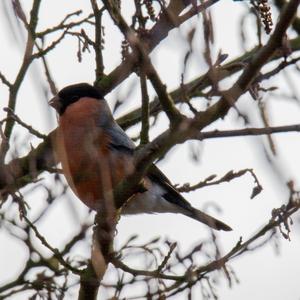 Eurasian Bullfinch