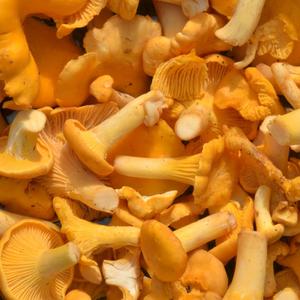 Chanterelle, Common