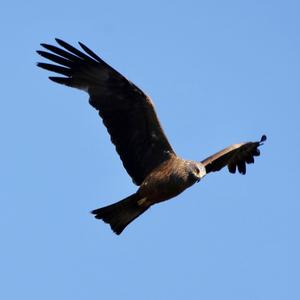 Black Kite