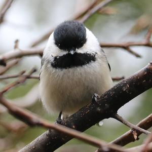 Black-capped Chickadee