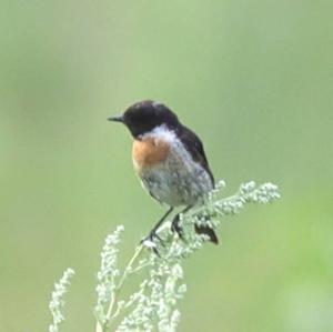 European stonechat