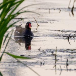 Common Moorhen