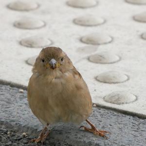 Eurasian Tree Sparrow