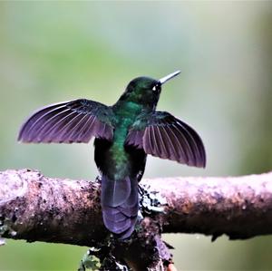 Tourmaline Sunangel